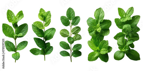 green mint leaves isolated on transparent or white background