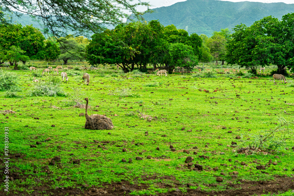 Obraz premium Wildlife composition: a giant ostrich and a herd of zebras coexisting on the vibrant green pasture of a safari reserve