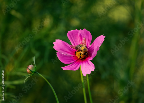 Bumble bee with pink cosmos in the garden in the peak of the summer.