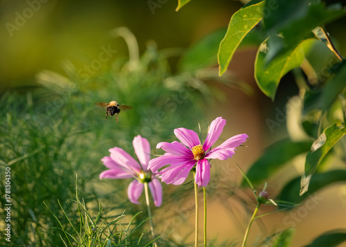 Bumble bee with pink cosmos in the garden in the peak of the summer.