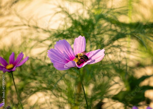 Bumble bee with pink cosmos in the garden in the peak of the summer.
