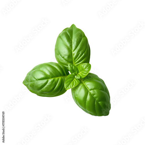 Fresh Basil Leaves Arranged Beautifully on a White Background for Culinary Us...