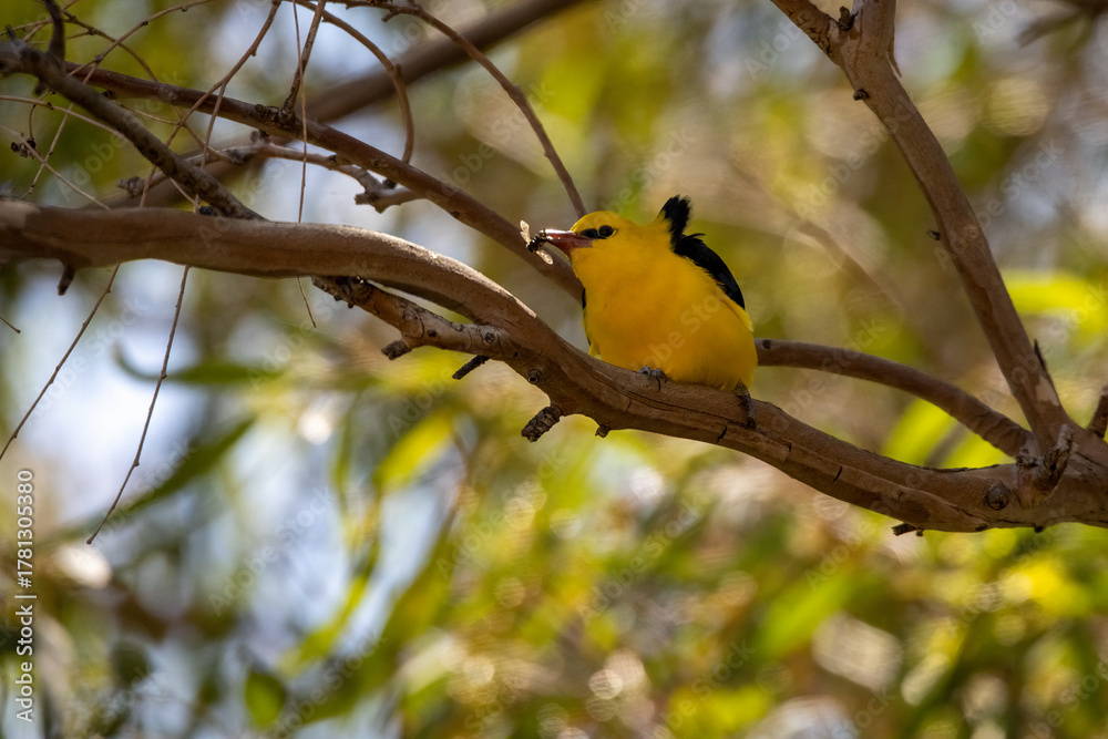 Obraz premium Eurasian Golden Oriole (Oriolus oriolus) Perched on Branch in Natural Habitat