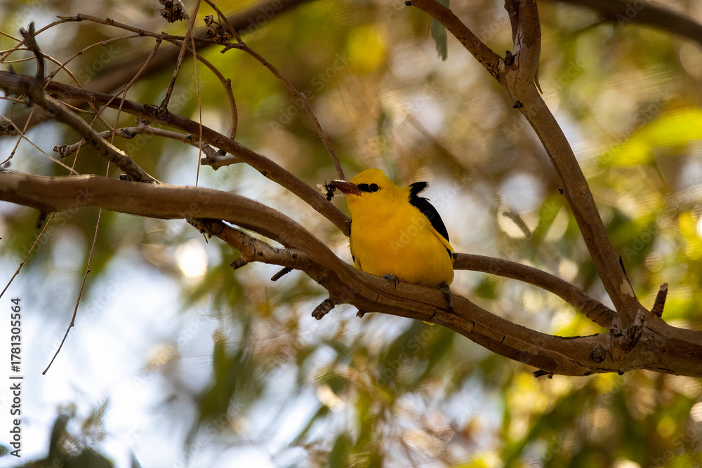 Obraz premium Eurasian Golden Oriole (Oriolus oriolus) Perched on Branch in Natural Habitat