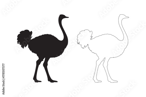 Silhouette and outline of an ostrich bird