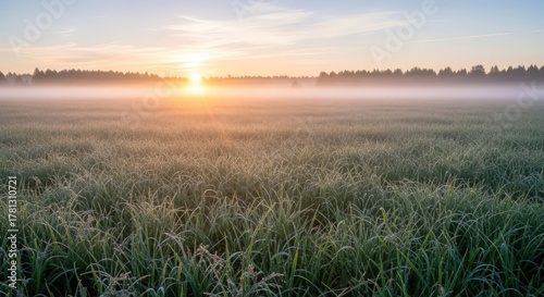 Sunrise over a misty field with tall grass and distant trees.