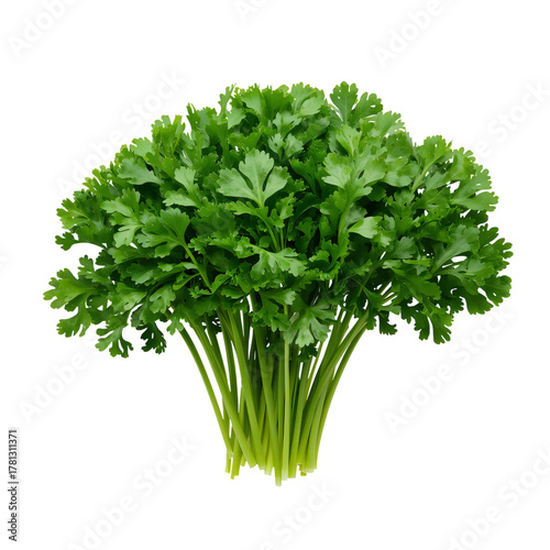 Fresh Cilantro Bunch Ready for Use in Cooking or Garnishing Dishes in a Kitch...