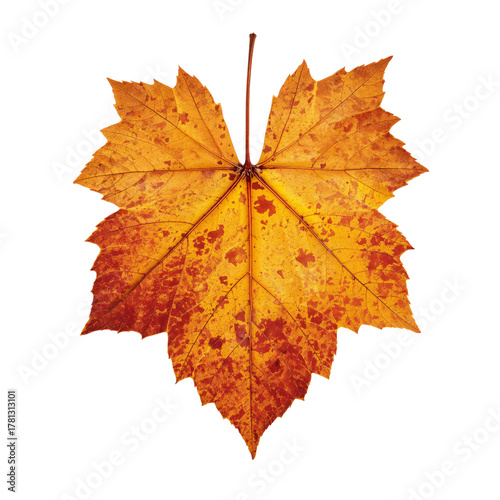 Vibrant Autumn Leaf Resting Against a Plain Background Showcasing Fall Colors.