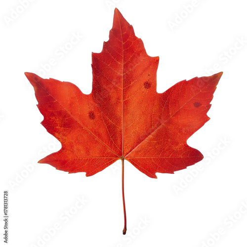 Bright Red Maple Leaf Captured During Autumn Season in a Serene Natural Setting.