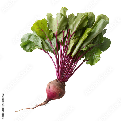 Freshly Harvested Purple Root Vegetable With Vibrant Green Leaves Showing Its...