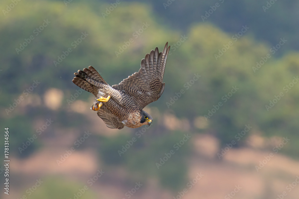Fototapeta premium Peregrine Falcon Falco peregrinus perched on rock in natural habitat