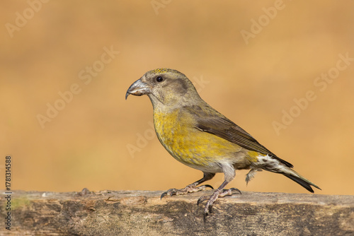 Red Crossbill Loxia curvirostra perched on a pine branch in natural habitat