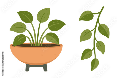 Decorative houseplant in a round terracotta pot with a separate trailing green foliage element