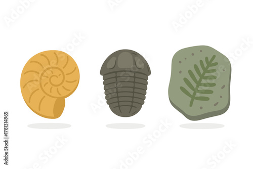 Collection of three ancient fossils: spiral ammonite, segmented trilobite, and fern imprint