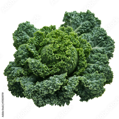 Fresh Green Curly Kale Head Ready for Cooking or Salad Preparation