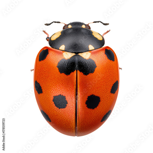 Colorful Ladybug Resting on a Leaf in a Garden During Sunny Afternoon.
