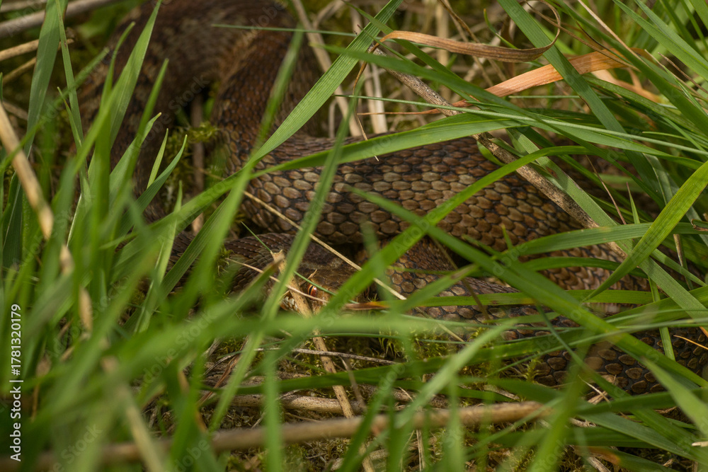 Obraz premium adder (Vipera berus)