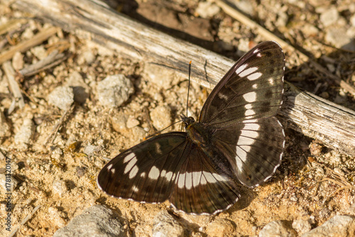 Quadro su tela the (Eurasian) white admiral butterfly sitting on the ground showing the topside