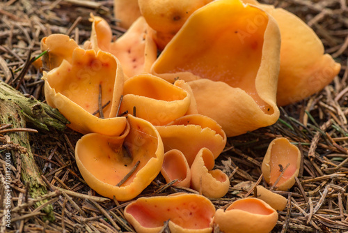 gewoon varkensoor (Otidea onotica