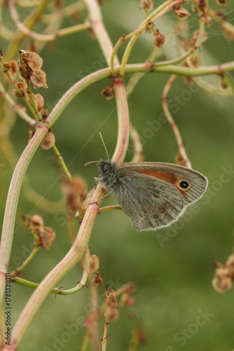 hooibeestje (Coenonympha pamphilus)