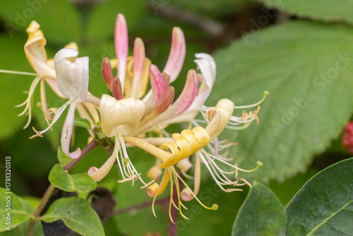 wilde kamperfoelie (Lonicera periclymenum