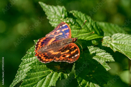kleine weerschijnvlinder (Apatura ilia)
