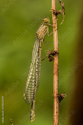 watersnuffel (Enallagma cyathigerum) wit