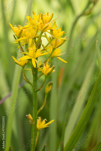 Beenbreek (Narthecium ossifragum