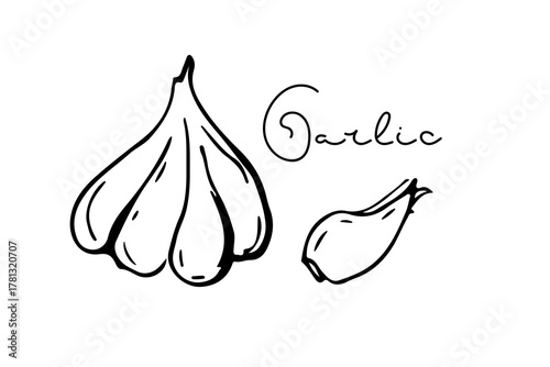 Garlic clove Spice. hand drawn doodle sketch illustration with inscription on white background. Seasoning for food. Organic product sketch for packaging, sales, shops sign. Flavor cooking ingredient.