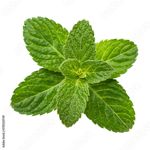 Fresh Green Mint Leaves Arranged Beautifully on a White Surface for Culinary ...