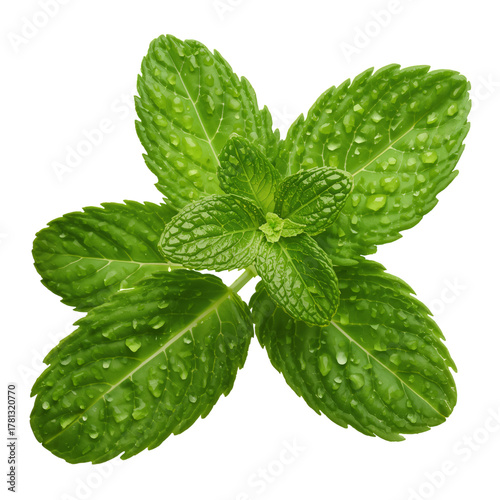 Fresh Green Mint Leaves Arranged Beautifully on a White Surface for Culinary ...