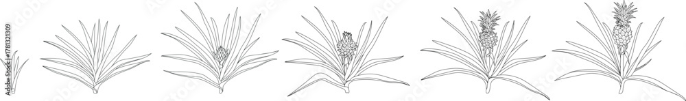 Fototapeta premium Coloring page with pineapple life cycle isolated on white background. Pineapple plant (Ananas comosus) growth stages from young plant to mature fruiting plant with ripe pineapple fruit