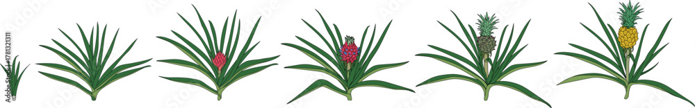 Naklejka premium Pineapple plant (Ananas comosus) growth stages from young plant to mature fruiting plant with ripe pineapple fruit. Pineapple life cycle isolated on white background