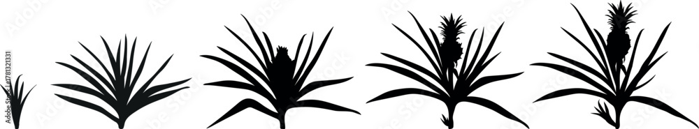 Naklejka premium Black silhouette of pineapple life cycle isolated on white background. Pineapple plant (Ananas comosus) growth stages from young plant to mature fruiting plant with ripe pineapple fruit