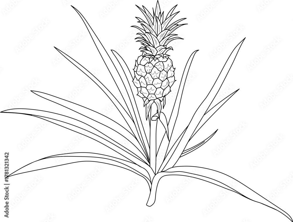 Fototapeta premium Coloring page with pineapple plant (Ananas comosus) with ripe pineapple fruit and leaves isolated on white background