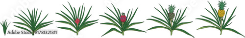 Pineapple plant (Ananas comosus) growth stages from young plant to mature fruiting plant with ripe pineapple fruit. Pineapple life cycle isolated on white background