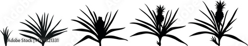Black silhouette of pineapple life cycle isolated on white background. Pineapple plant (Ananas comosus) growth stages from young plant to mature fruiting plant with ripe pineapple fruit