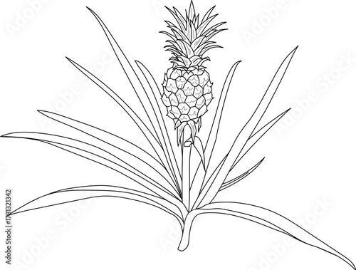 Coloring page with pineapple plant (Ananas comosus) with ripe pineapple fruit and leaves isolated on white background