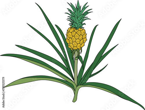 Pineapple plant (Ananas comosus) with ripe pineapple fruit and green leaves isolated on white background