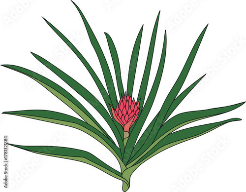 Pineapple plant (Ananas comosus) with bright pink inflorescence and green leaves isolated on white background
