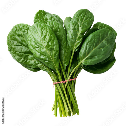 Fresh Spinach Bunch Ready for Cooking or Salad Preparation in Natural Setting