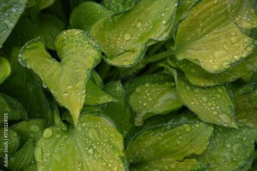 Lush Green Hosta Leaves Covered in Fresh Raindrops