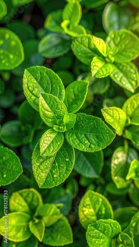 Lush green leaves with sparkling water droplets, bathed in soft, warm sunlight