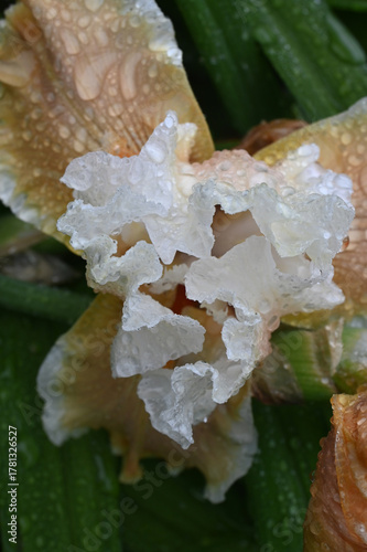A Macro View of Water Beading on the Delicate Texture of an Iris Bloom
