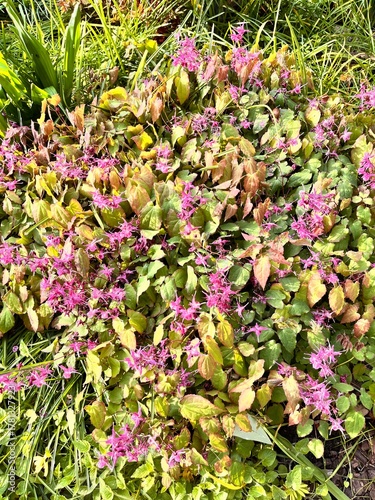 epimedium grandiflorum.An early-blooming flower with pink inflorescences in a spring garden. Flower background