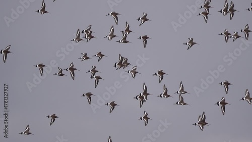 A swarm of Black-tailed Godwits (Limosa limosa) flying around in early spring - slow motion