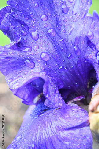 A Macro View of a Dark Iris Bloom Textured by Fresh Water Droplets