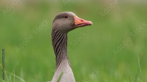  A greylag goose (Anser anser) looking at you inquisitively