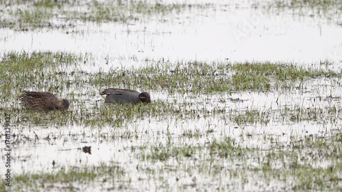 A pair of Eurasian teal (Anas crecca) foraging in a wetland in spring.