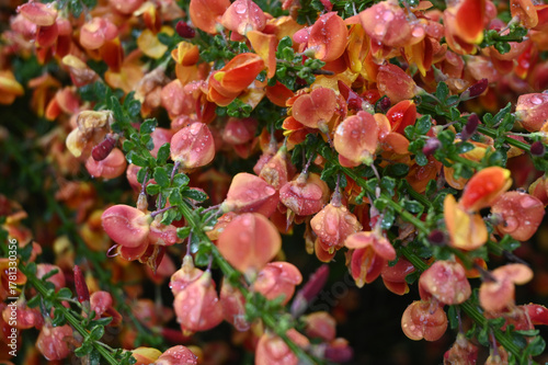 Vibrant Orange and Red Petals of scotch broom cytisus plant Speckled with Clear Raindrops